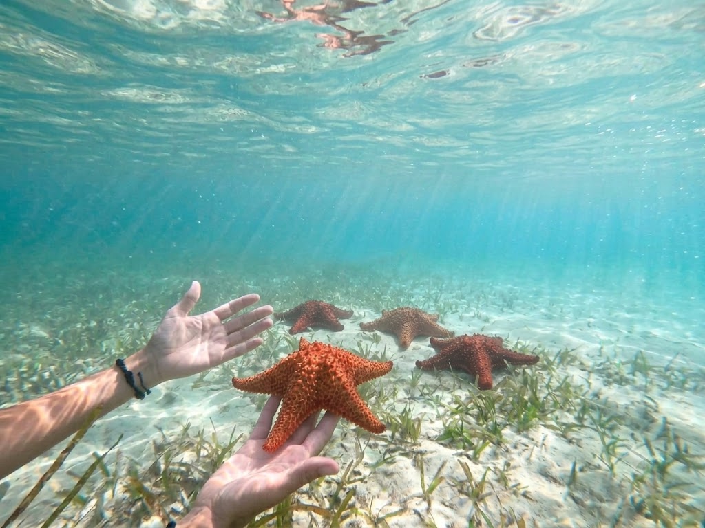 Best Underwater Camera for Grand Cayman: What to Bring to Stingray City
