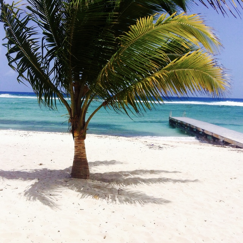 Spotts Beach Grand Cayman with palm tree and small dock