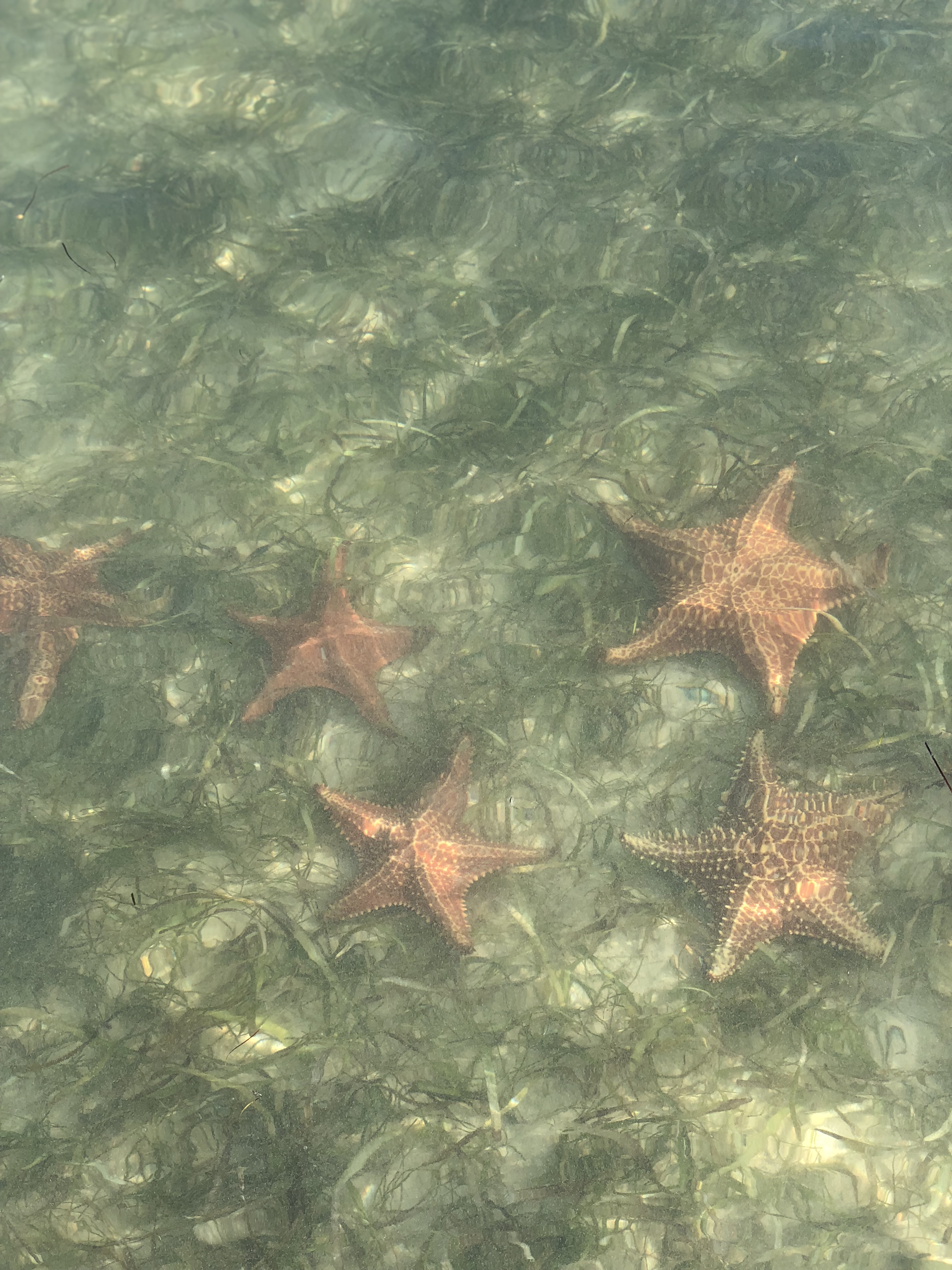 Starfish Point Grand Cayman - crystal clear shallow turquoise water
