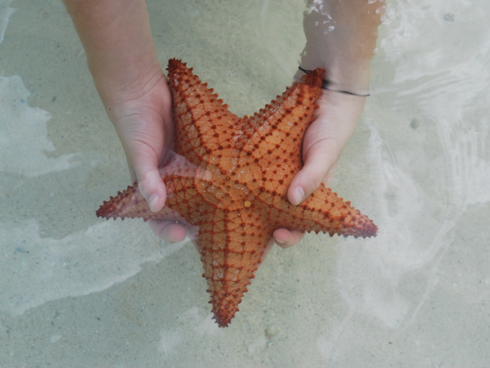 Stingray City & Starfish Point photo 6