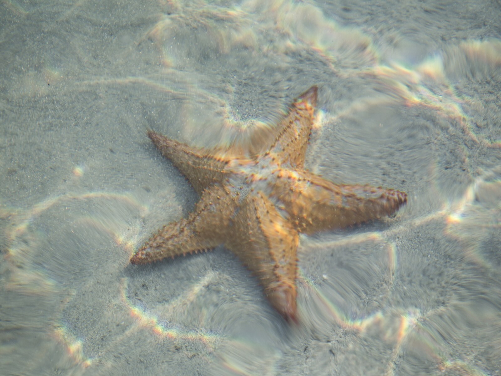 Stingray City & Starfish Point photo 7