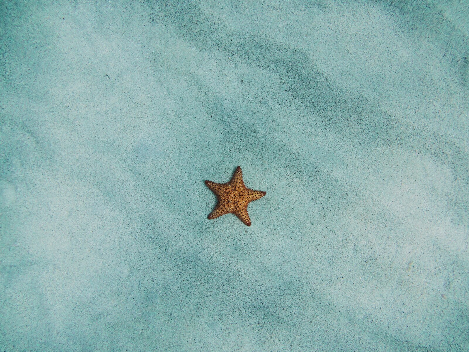 Early Bird Stingray City & Starfish photo 5