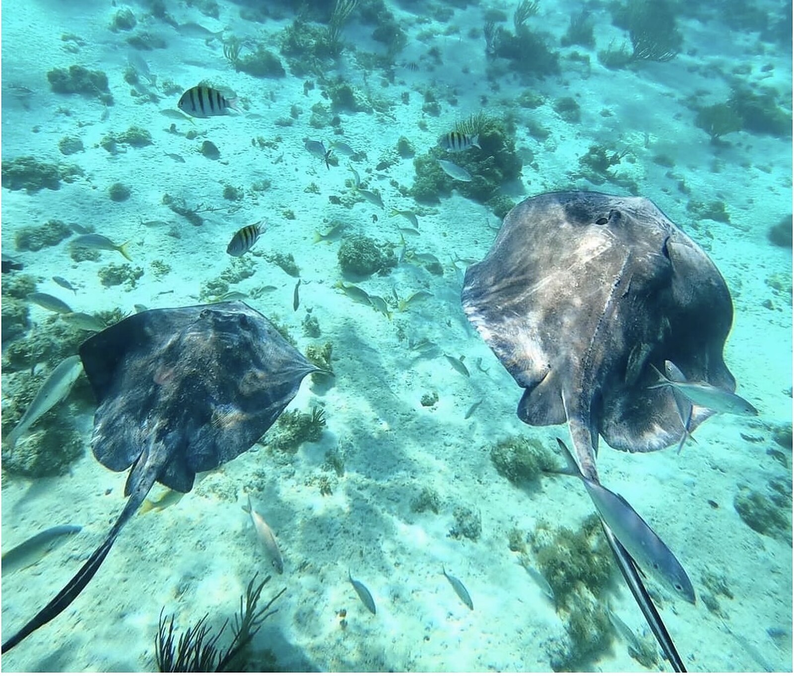 Early Bird Stingray City & Starfish photo 2