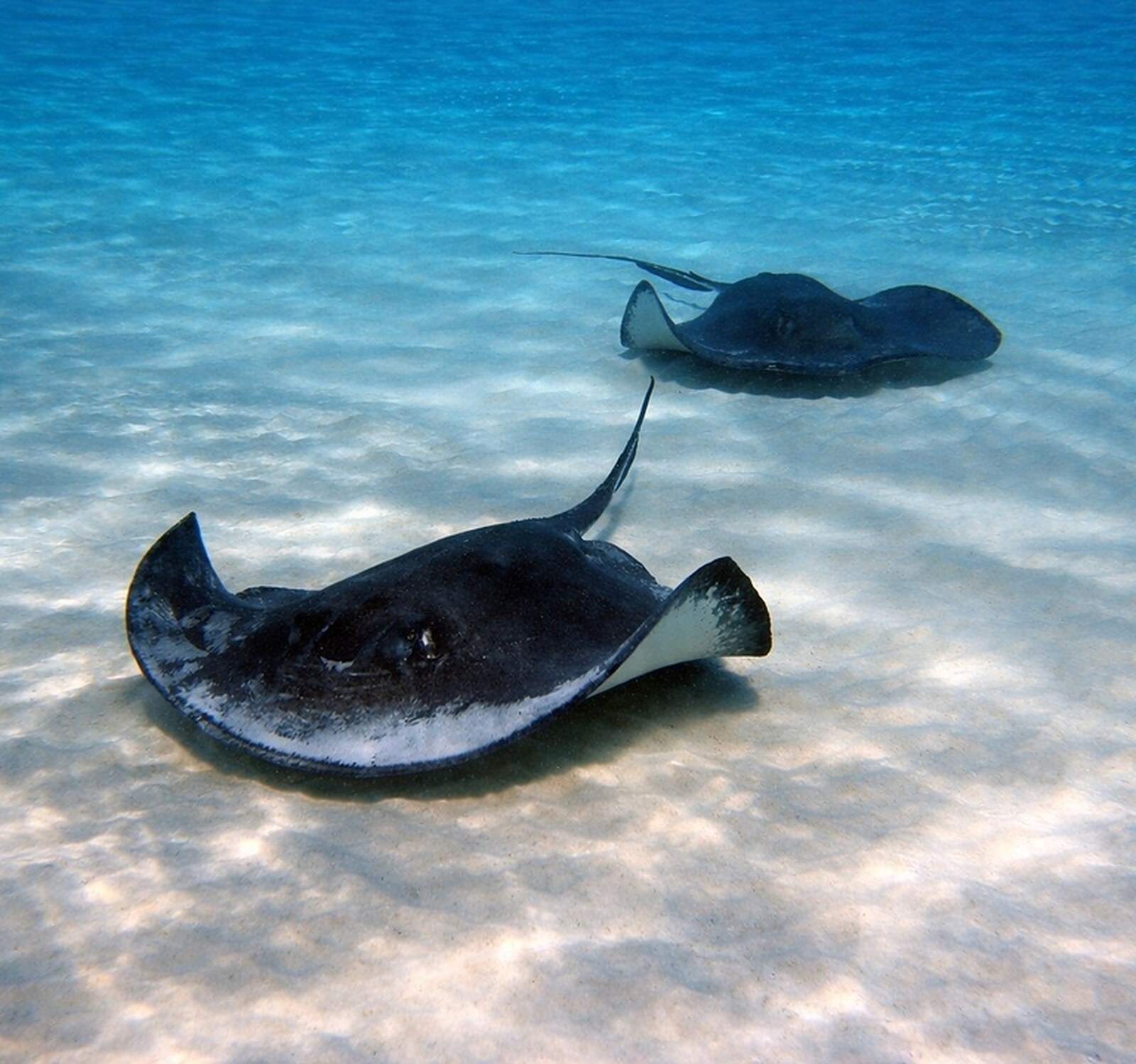 Stingray City & Starfish Point photo 4