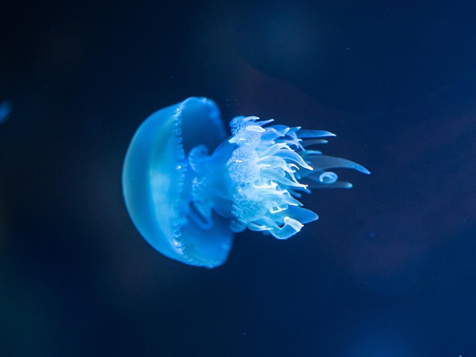 Bioluminescence Night Tour photo 4
