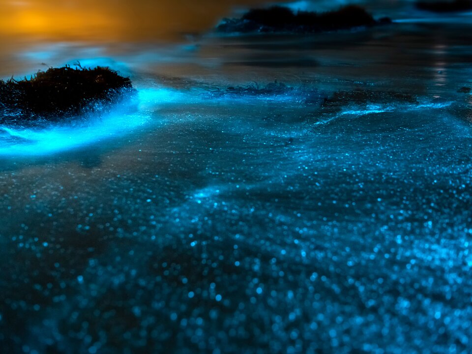 Private Bioluminescence Charter photo 2