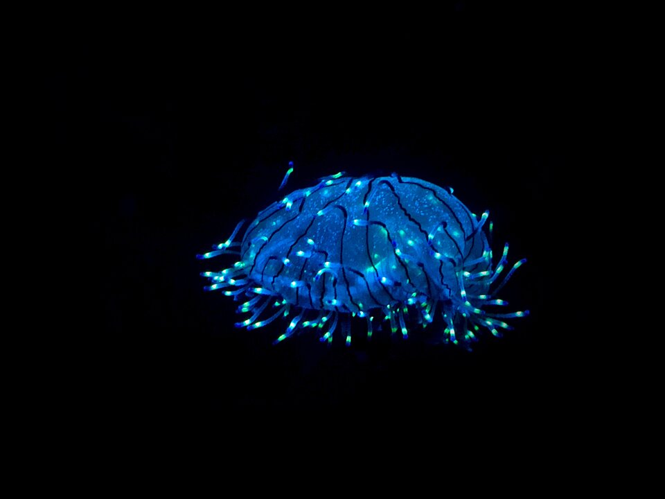 Private Bioluminescence Charter photo 3