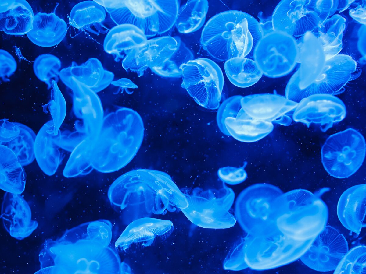 Private Bioluminescence Charter