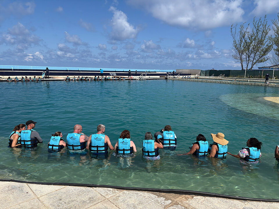 Dolphin Encounter + Turtle Centre photo 4