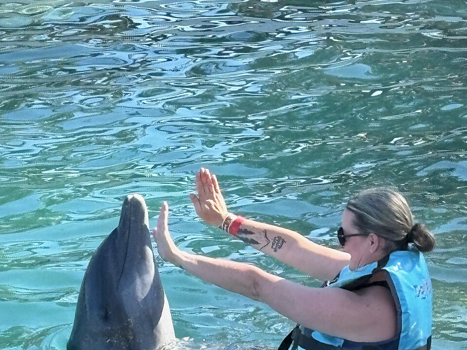 Dolphin Encounter + Turtle Centre photo 5