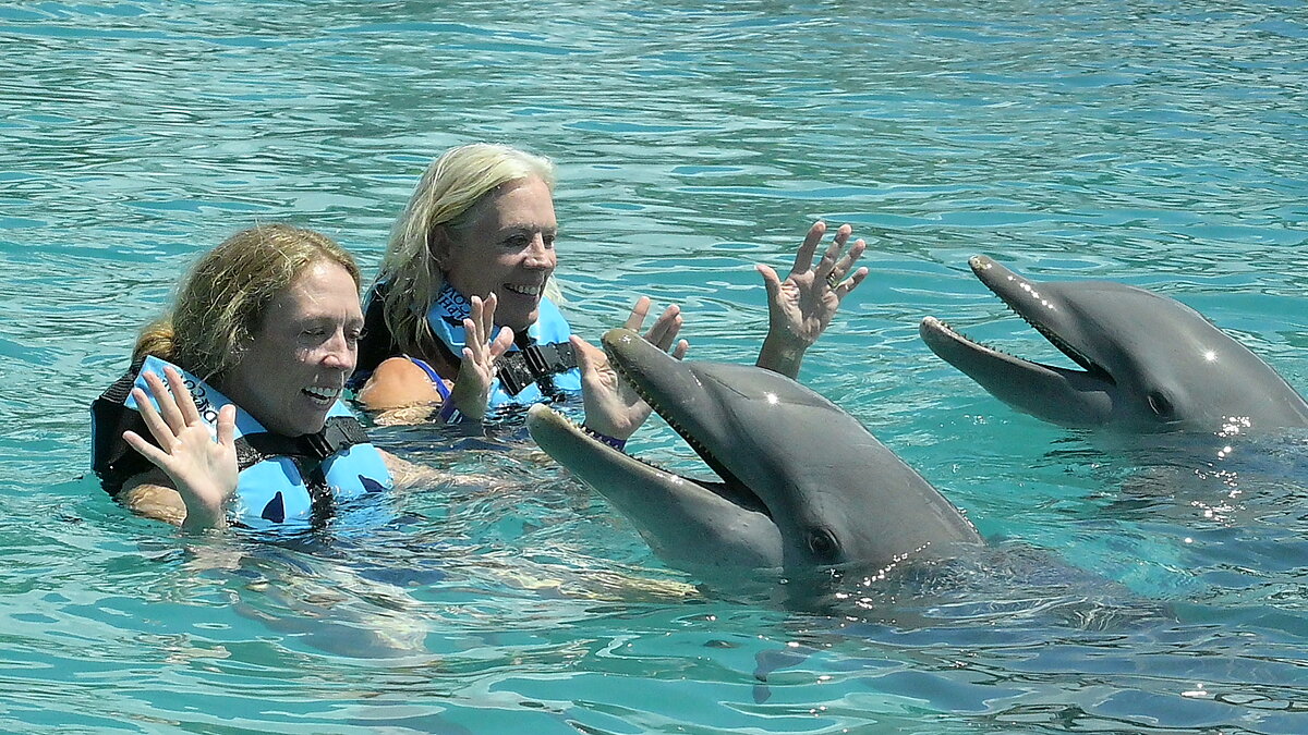 Dolphin Private Platform (Turtle Center Incl)