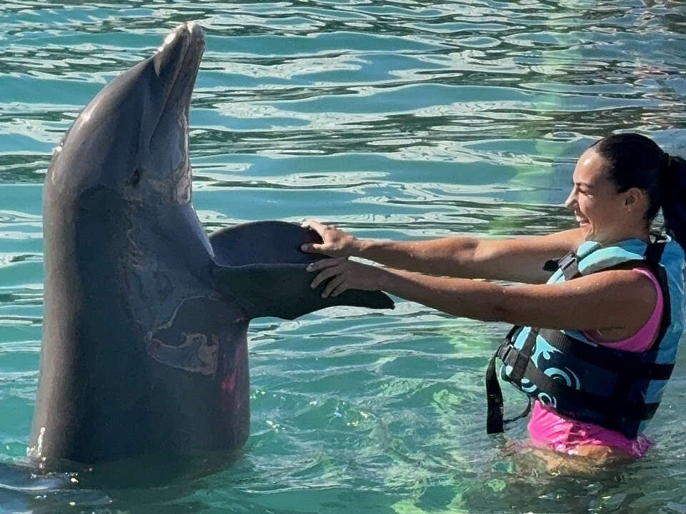 Dolphin Royal Swim + Turtle Centre photo 2