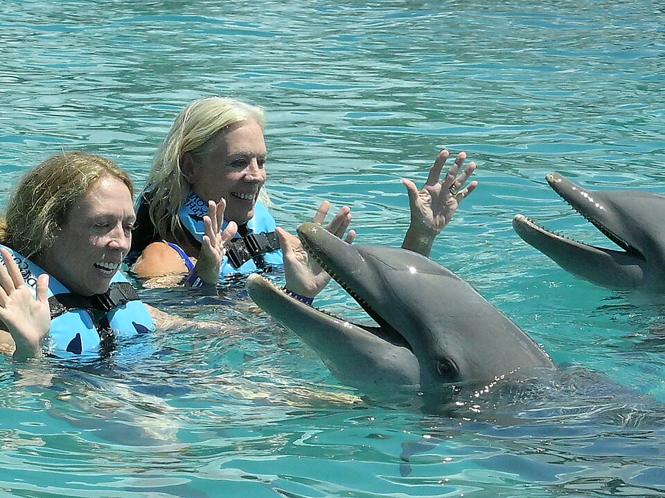 Dolphin Royal Swim + Turtle Centre photo 3