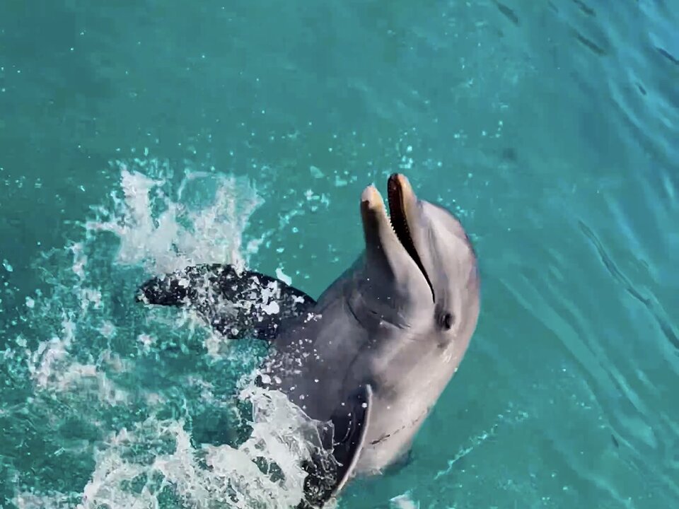 Dolphin Royal Swim + Turtle Centre photo 4