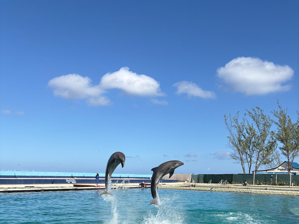 Dolphin Swim Adventure + Turtle Centre photo 3