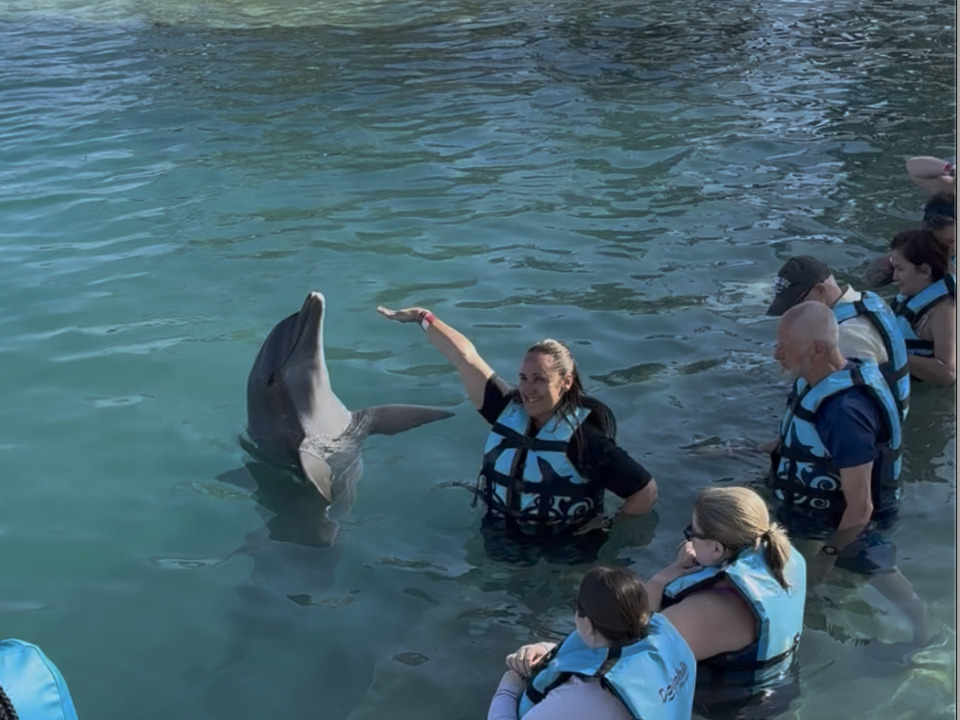 Dolphin Swim Adventure + Turtle Centre photo 5