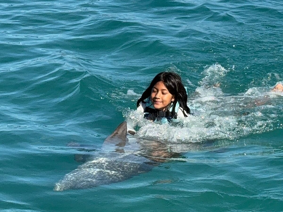 Dolphin Swim Adventure + Turtle Centre