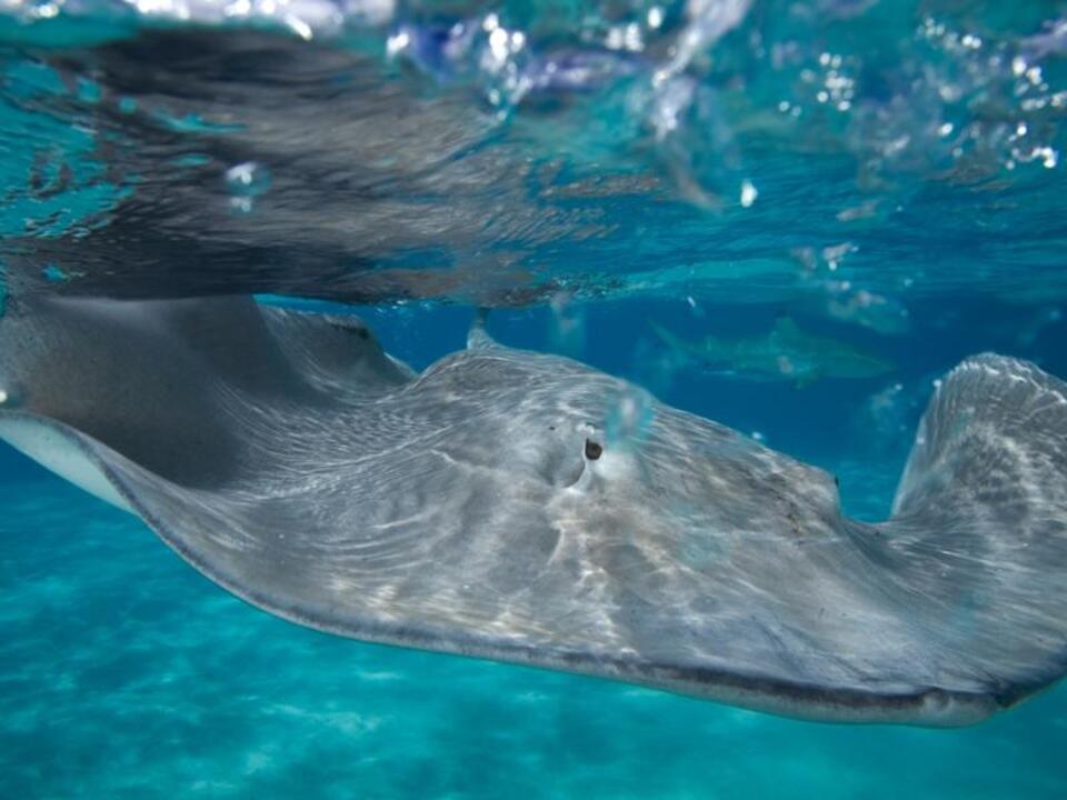 Stingray City, Snorkel & Beach Lunch photo 2