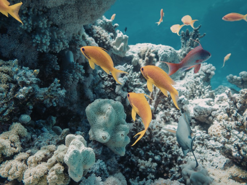 Stingray City, Snorkel & Beach Lunch photo 8