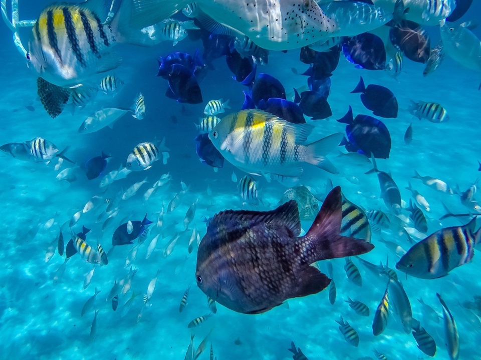 Stingray City & Reef Snorkel photo 5