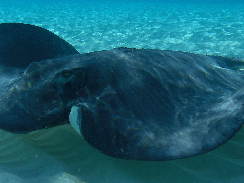 Stingray City & Reef Snorkel photo 6