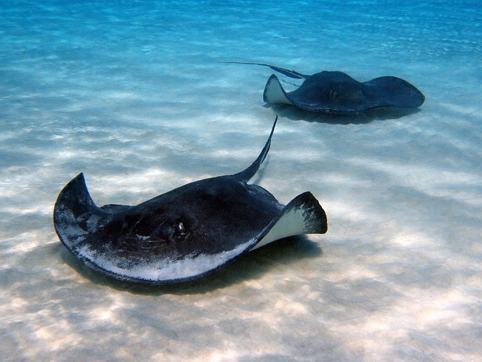Early Bird Stingray City & Starfish